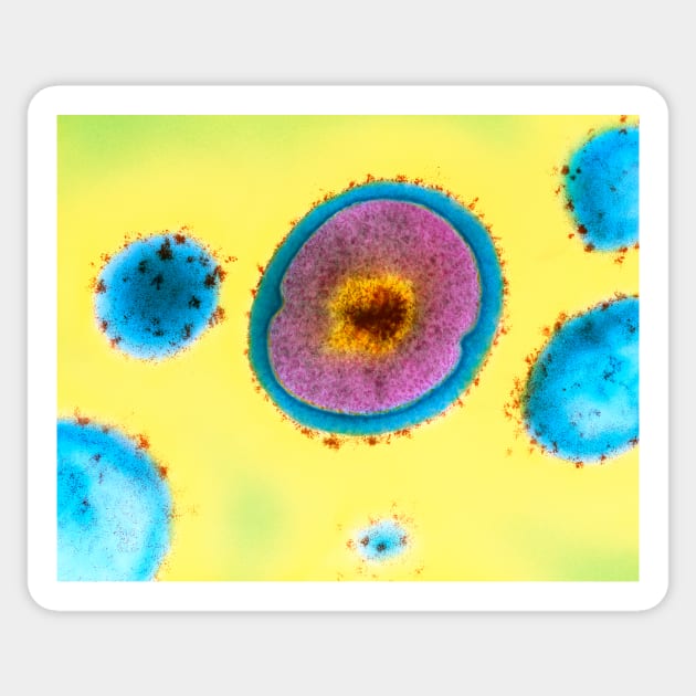 Single Staphylococcus aureus bacterium (B234/0086) Sticker by SciencePhoto